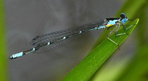 Male
2009_04_29_Chattooga